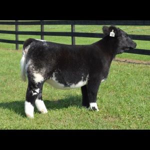 Meet your Posher, Will